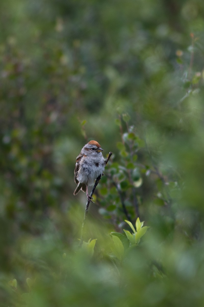 American Tree Sparrow - ML484751231