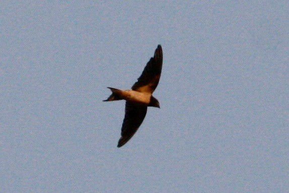 Rufous-chested Swallow - ML48475471