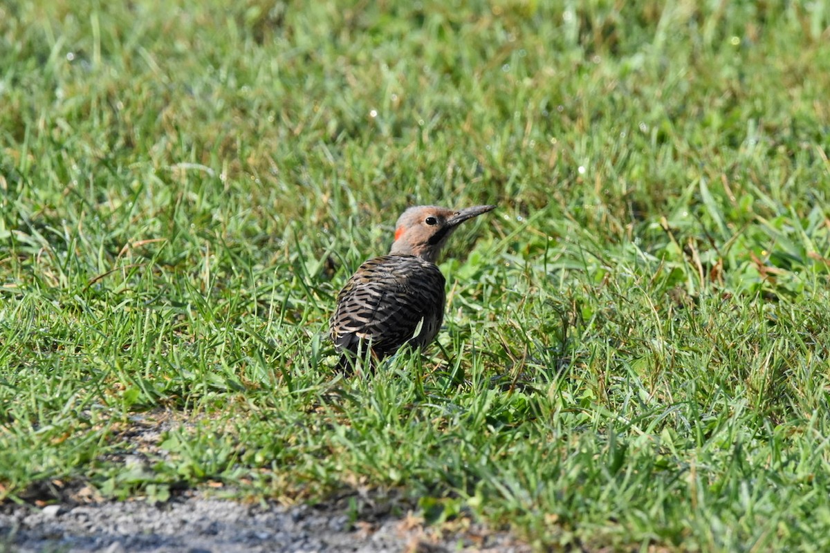 Northern Flicker (Yellow-shafted) - ML484758881