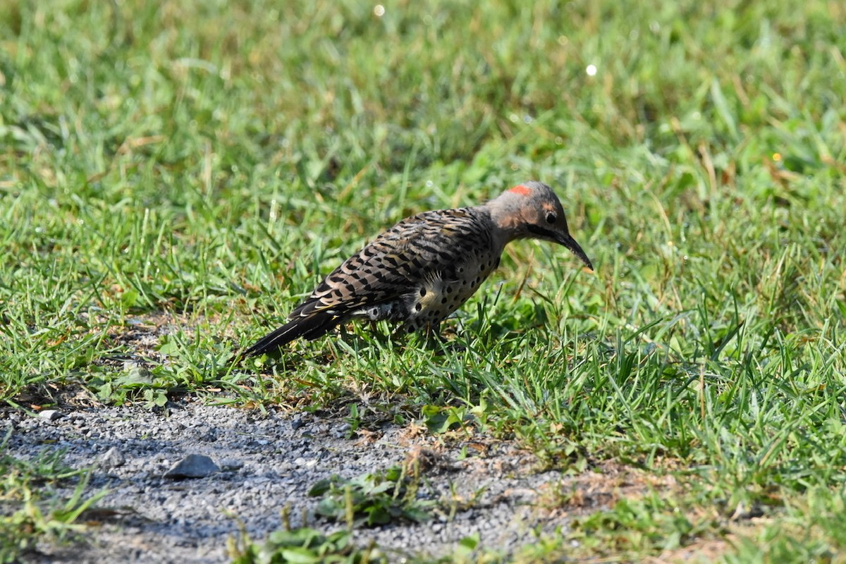 Northern Flicker (Yellow-shafted) - ML484758891