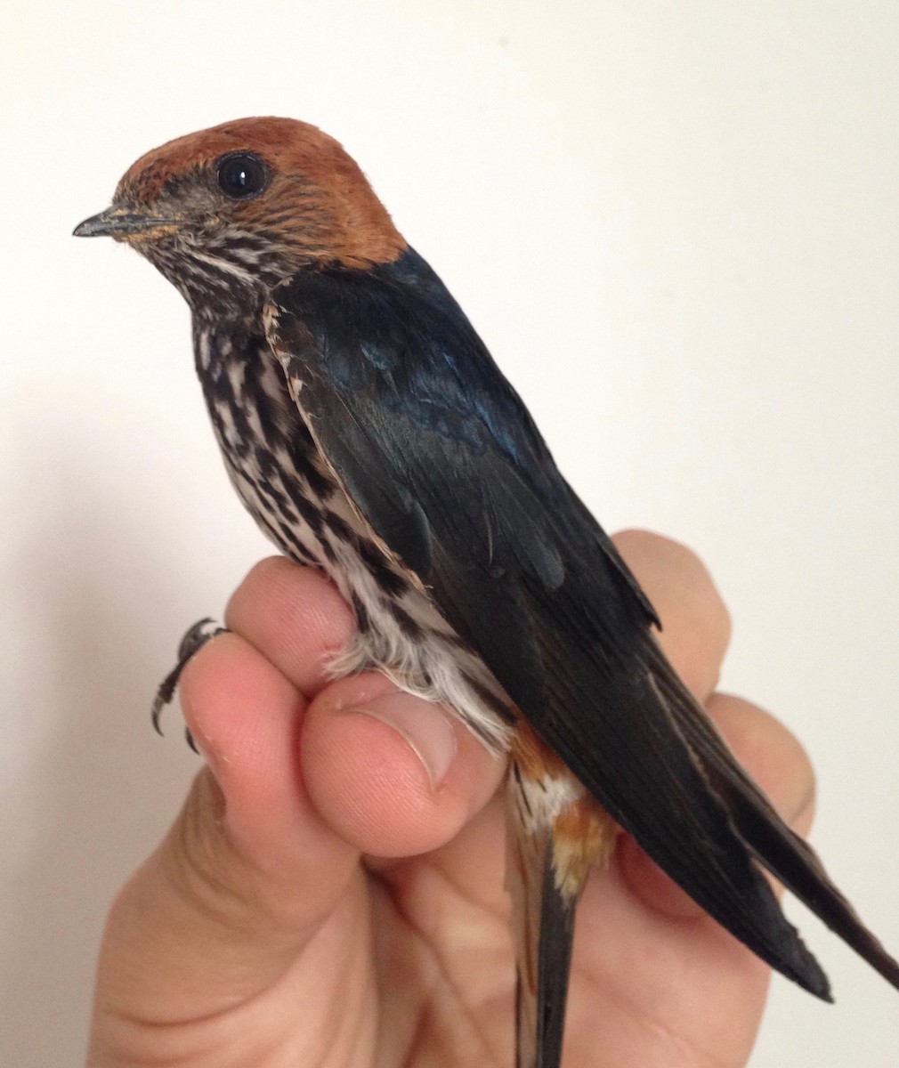 Lesser Striped Swallow - ML48476181