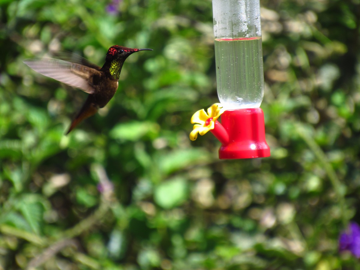 Ruby-topaz Hummingbird - michael  molina cruz