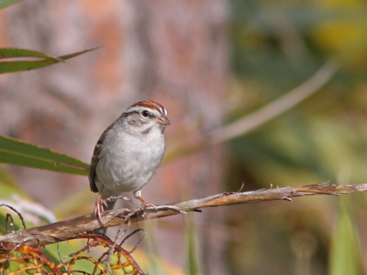 Chipping Sparrow - Larry Therrien