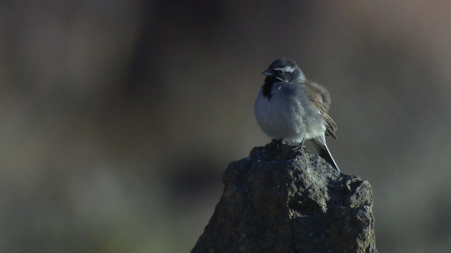 Black-throated Sparrow - ML484771