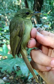 Xavier's Greenbul - Phyllastrephus xavieri - Birds of the World