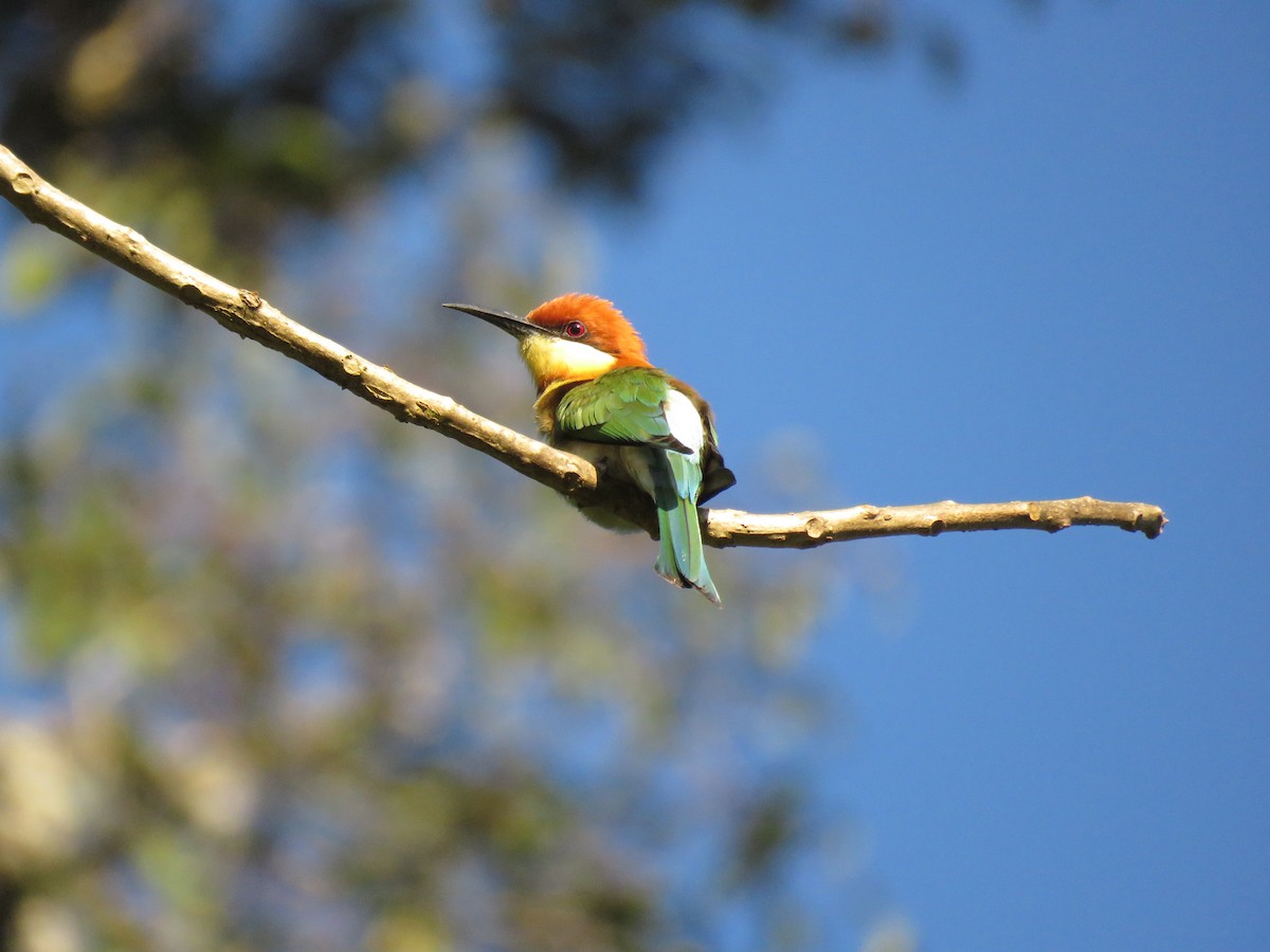 Chestnut-headed Bee-eater - Selvaganesh K