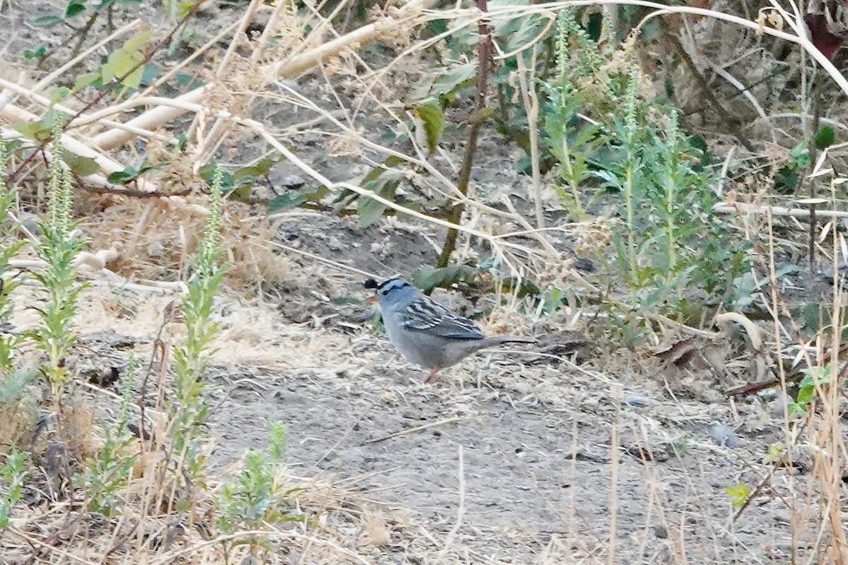 White-crowned Sparrow - ML484784621