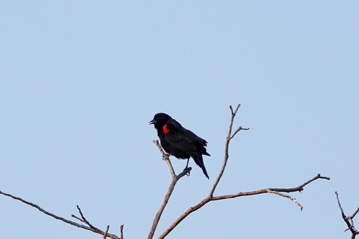 Red-winged Blackbird - ML484784841