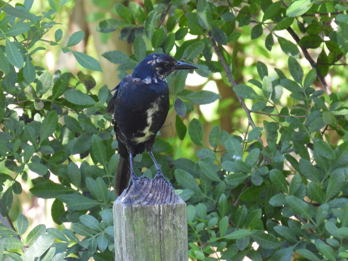 eBird Checklist - 5 Sep 2022 - Lake Lisa Park - 15 species