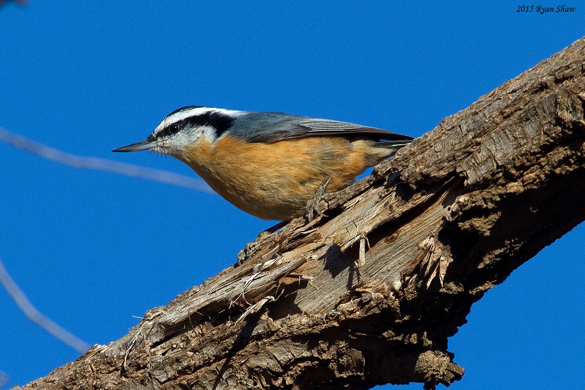 Red-breasted Nuthatch - Ryan Shaw
