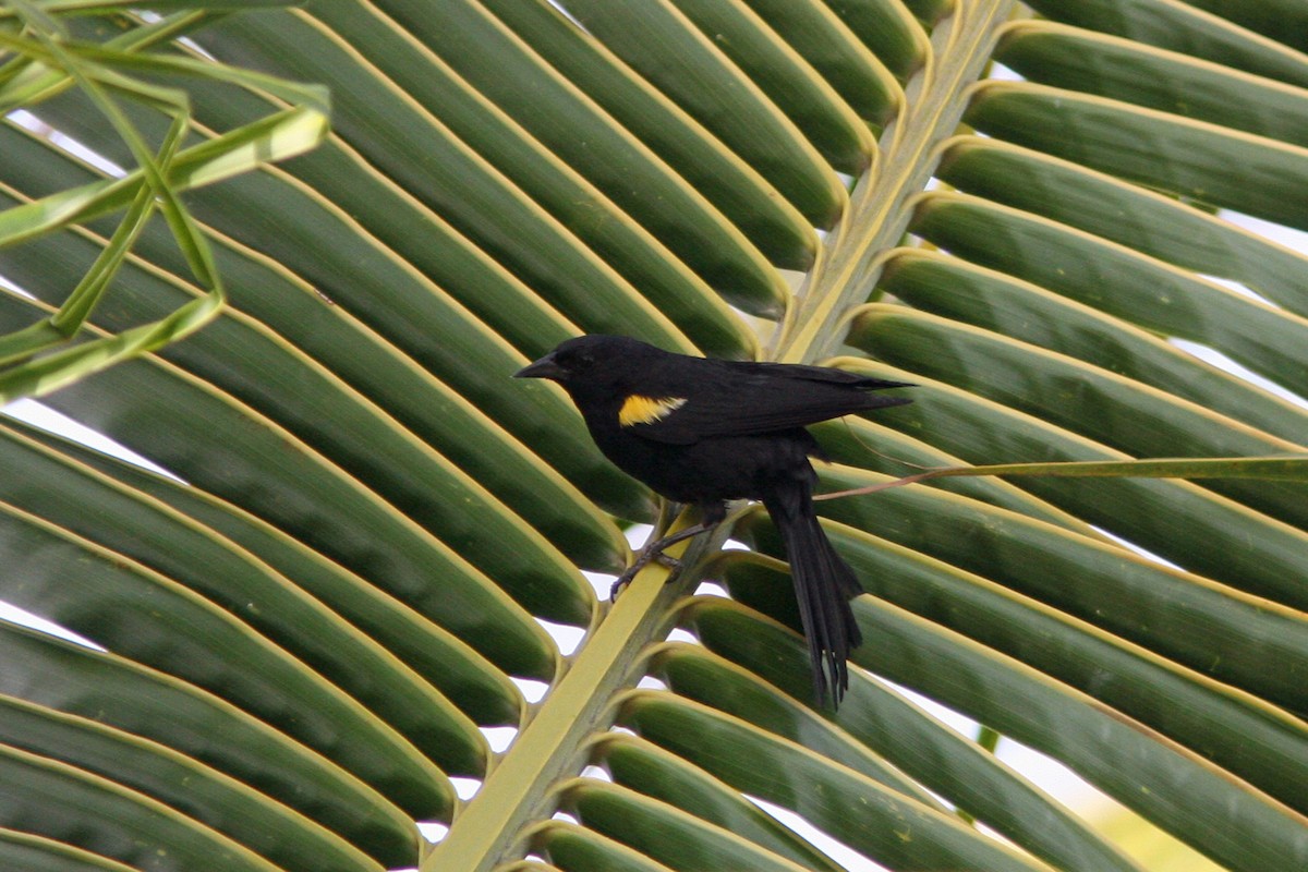 Yellow-shouldered Blackbird - David Disher