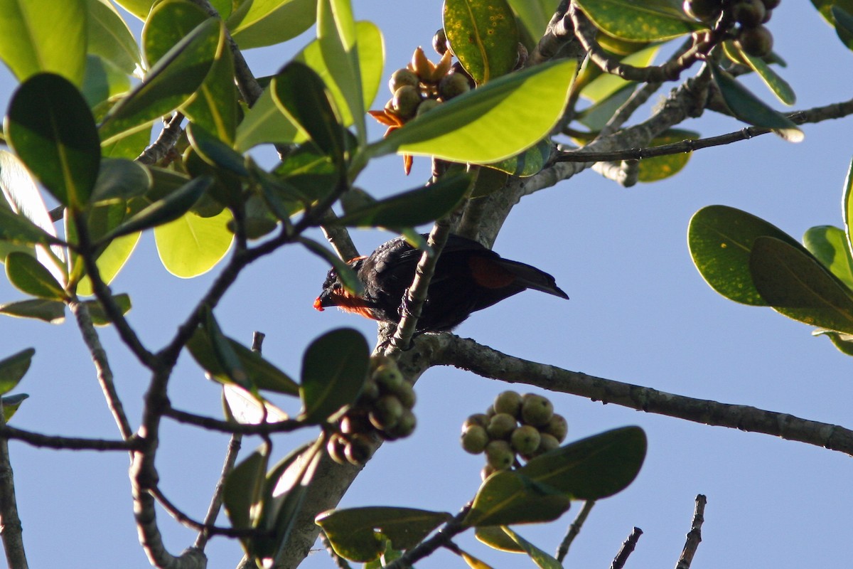 Puerto Rican Bullfinch - ML48479281