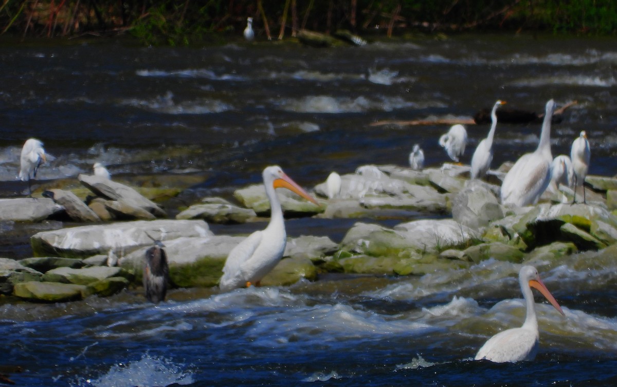 pelikán severoamerický - ML484798181