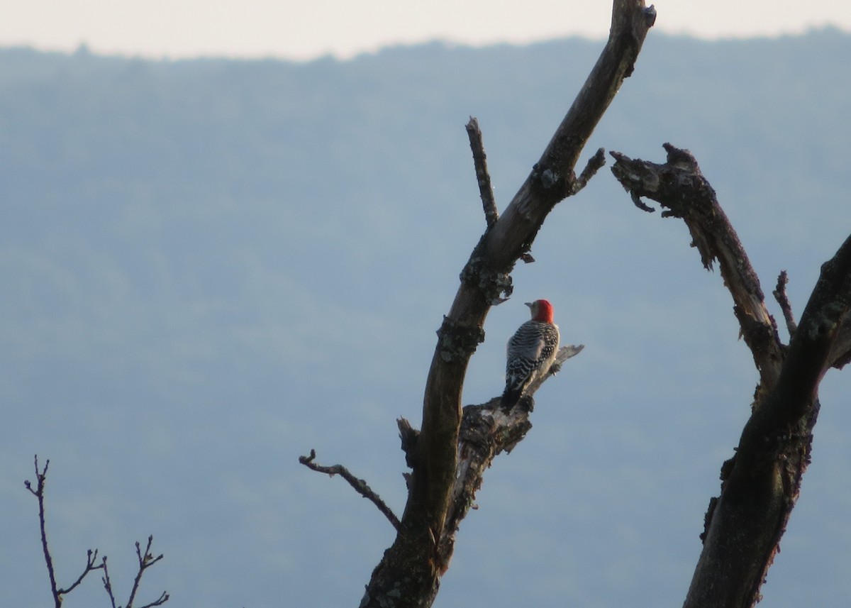 Red-bellied Woodpecker - ML484802171