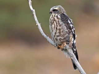  - Mississippi Kite