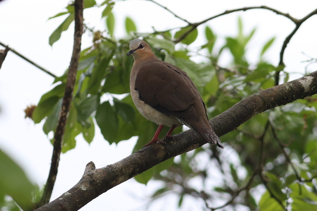 Gray-fronted Dove - ML484807841