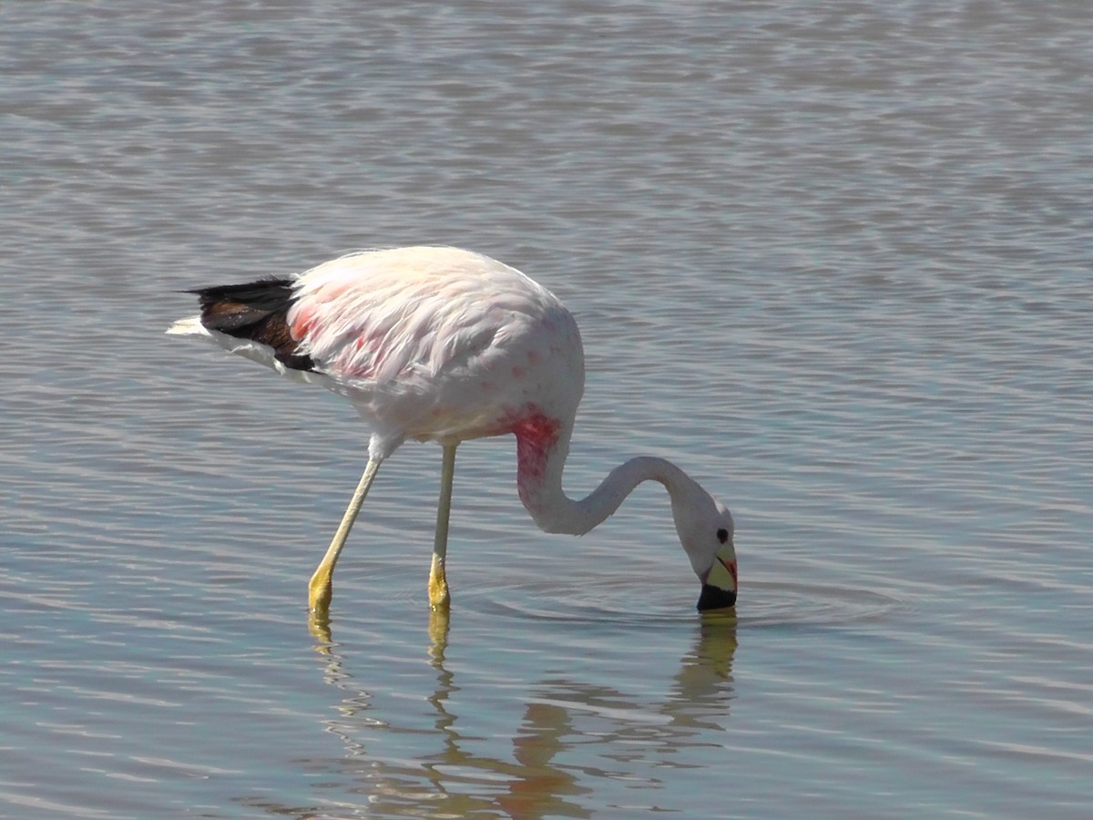 Andean Flamingo - ML48481331