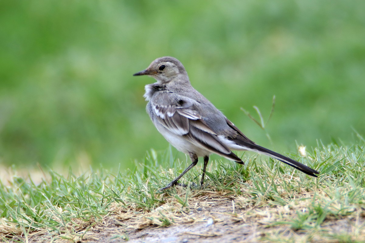 wagtail sp. - ML484816441