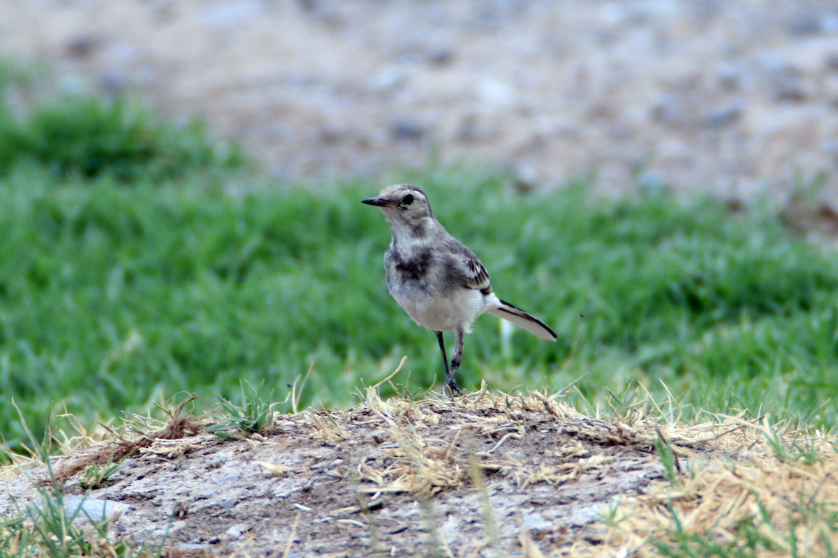 wagtail sp. - ML484816451