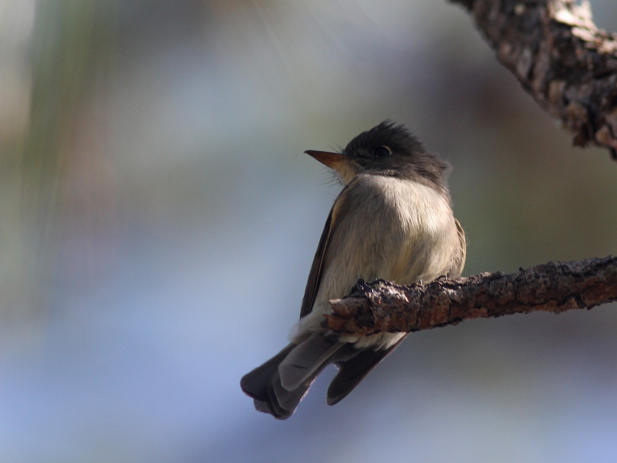 Cuban Pewee - Larry Therrien