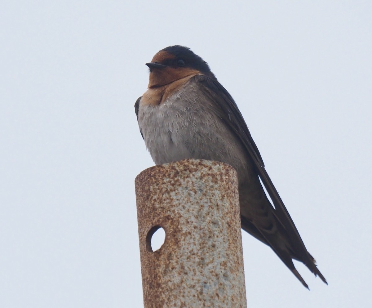 Welcome Swallow - ML484818441