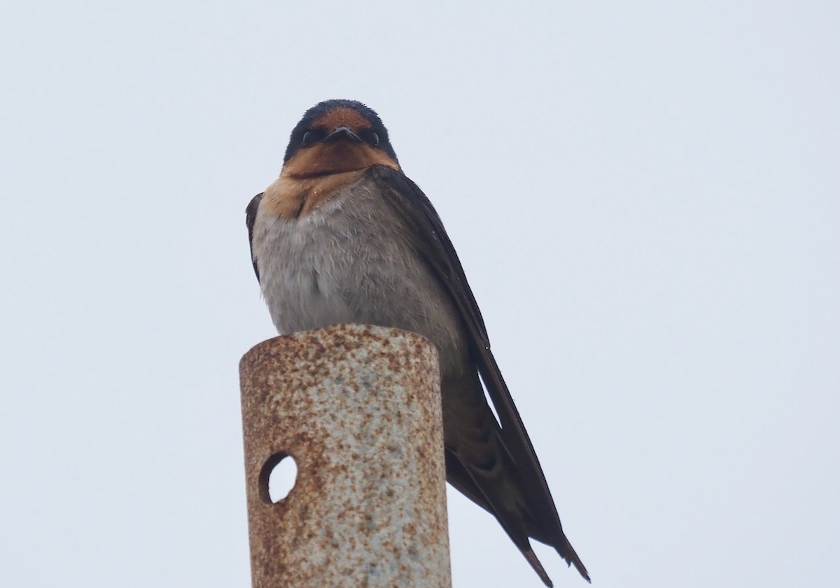 Welcome Swallow - ML484818451