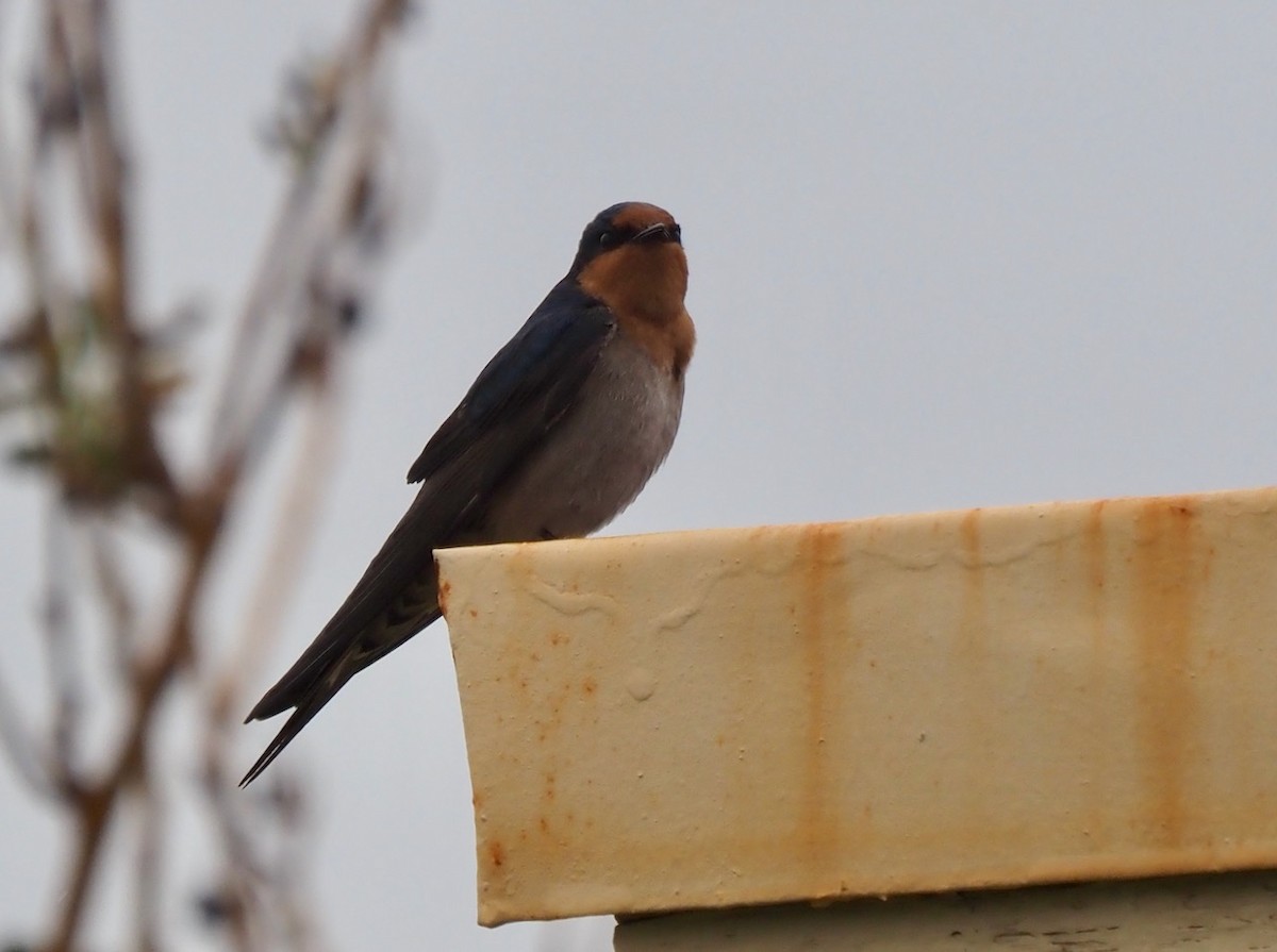 Welcome Swallow - ML484818461
