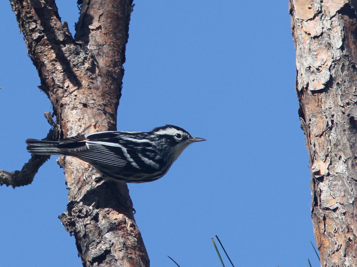 Black-and-white Warbler - ML48481951