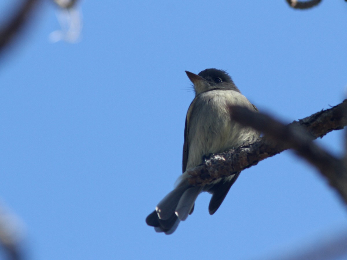 Cuban Pewee - Larry Therrien