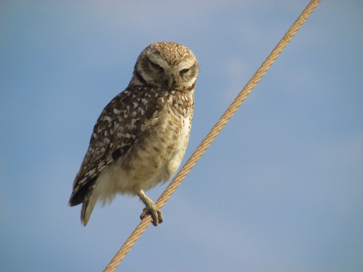 Burrowing Owl - Julieta Llanos