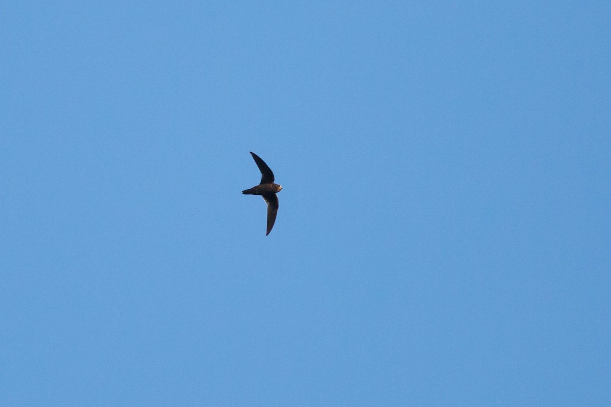 Spot-fronted Swift - ML484825091