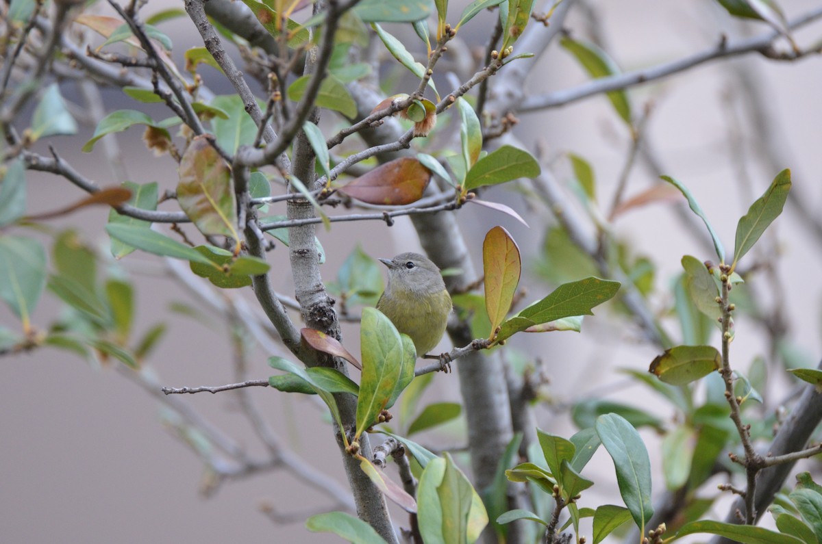 Orange-crowned Warbler - Jody Shugart