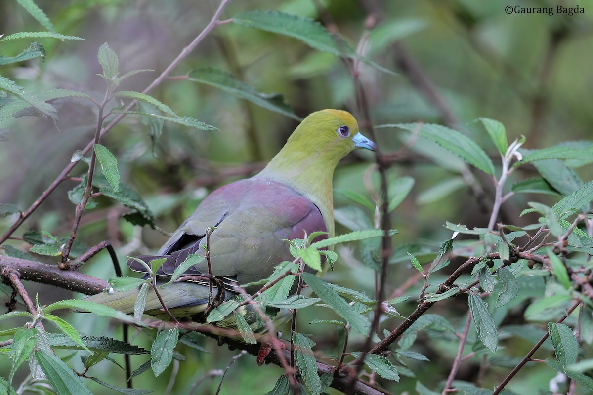 Wedge-tailed Green-Pigeon - ML484831581