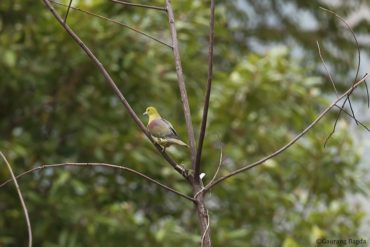 Wedge-tailed Green-Pigeon - ML484831591