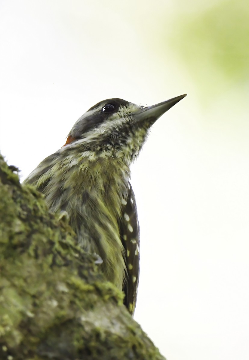 Sulawesi Pygmy Woodpecker - ML484836231