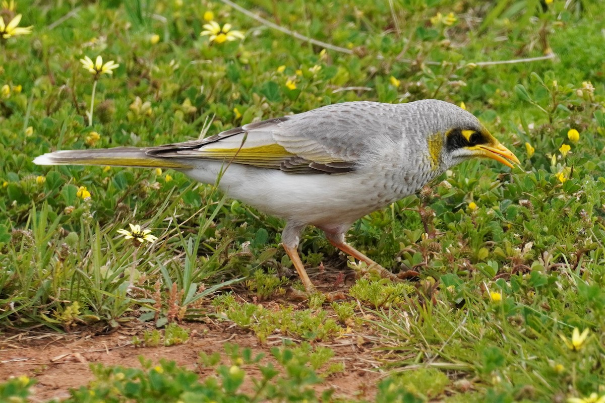 ML484842021 - Yellow-throated Miner - Macaulay Library