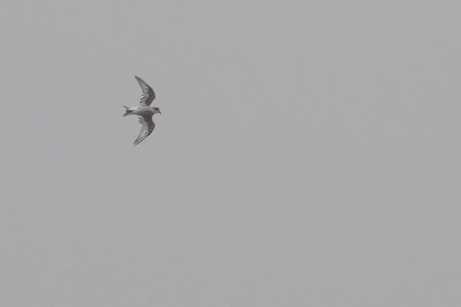Fork-tailed Storm-Petrel - ML484842221