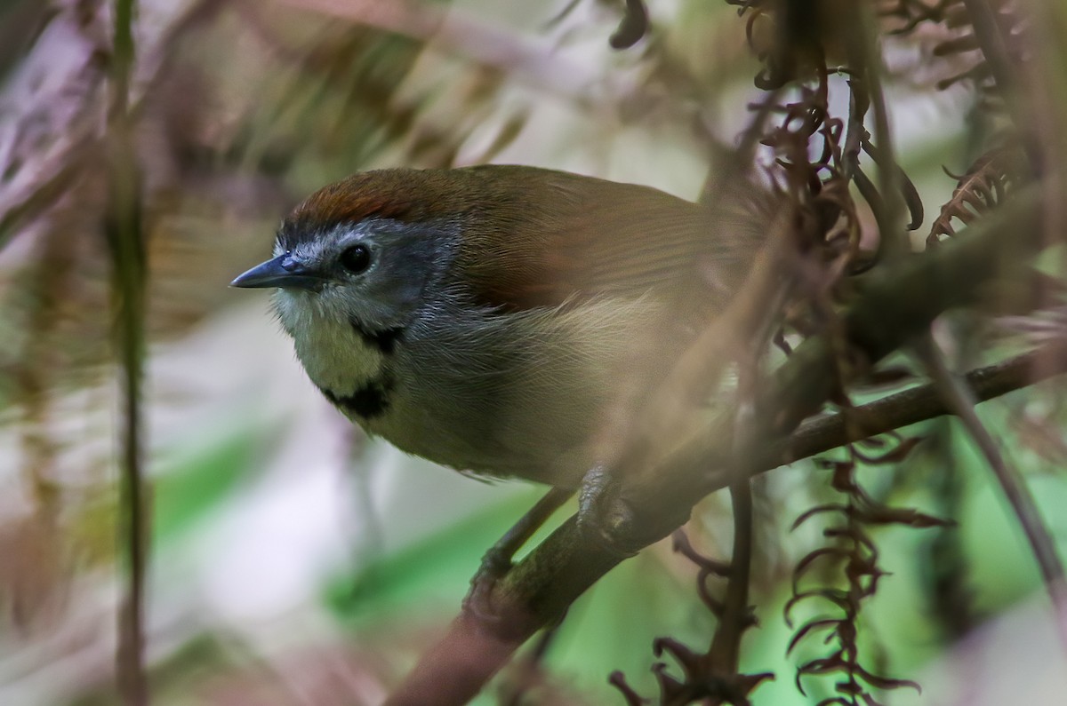 Crescent-chested Babbler - ML484844981