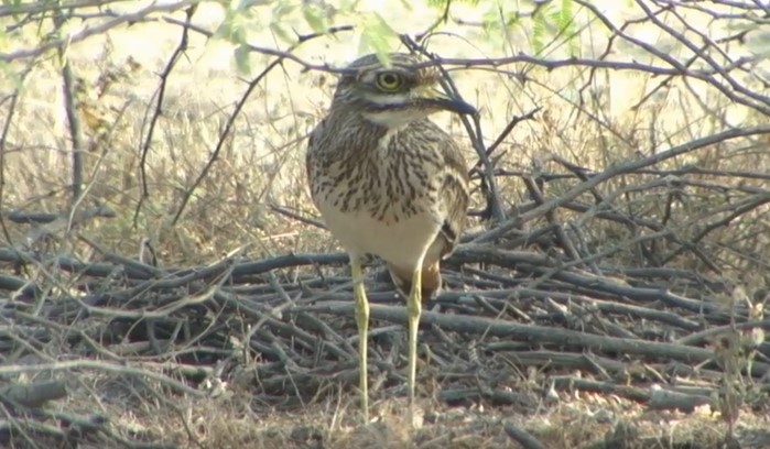 Indian Thick-knee - ML484850581