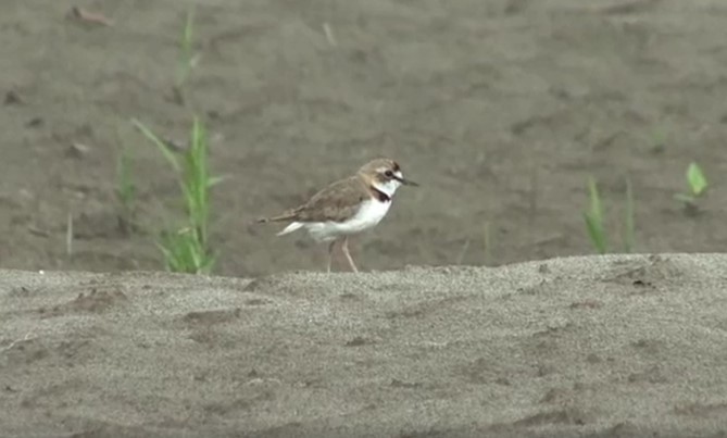 Collared Plover - ML484853981