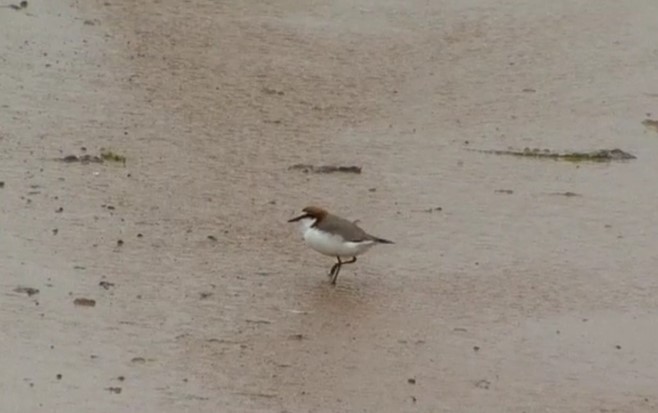 Red-capped Plover - ML484854491