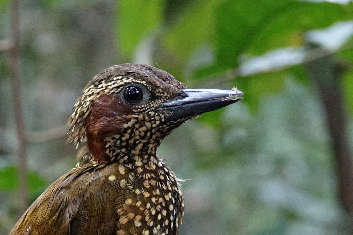 Brown-eared Woodpecker - ML484854521
