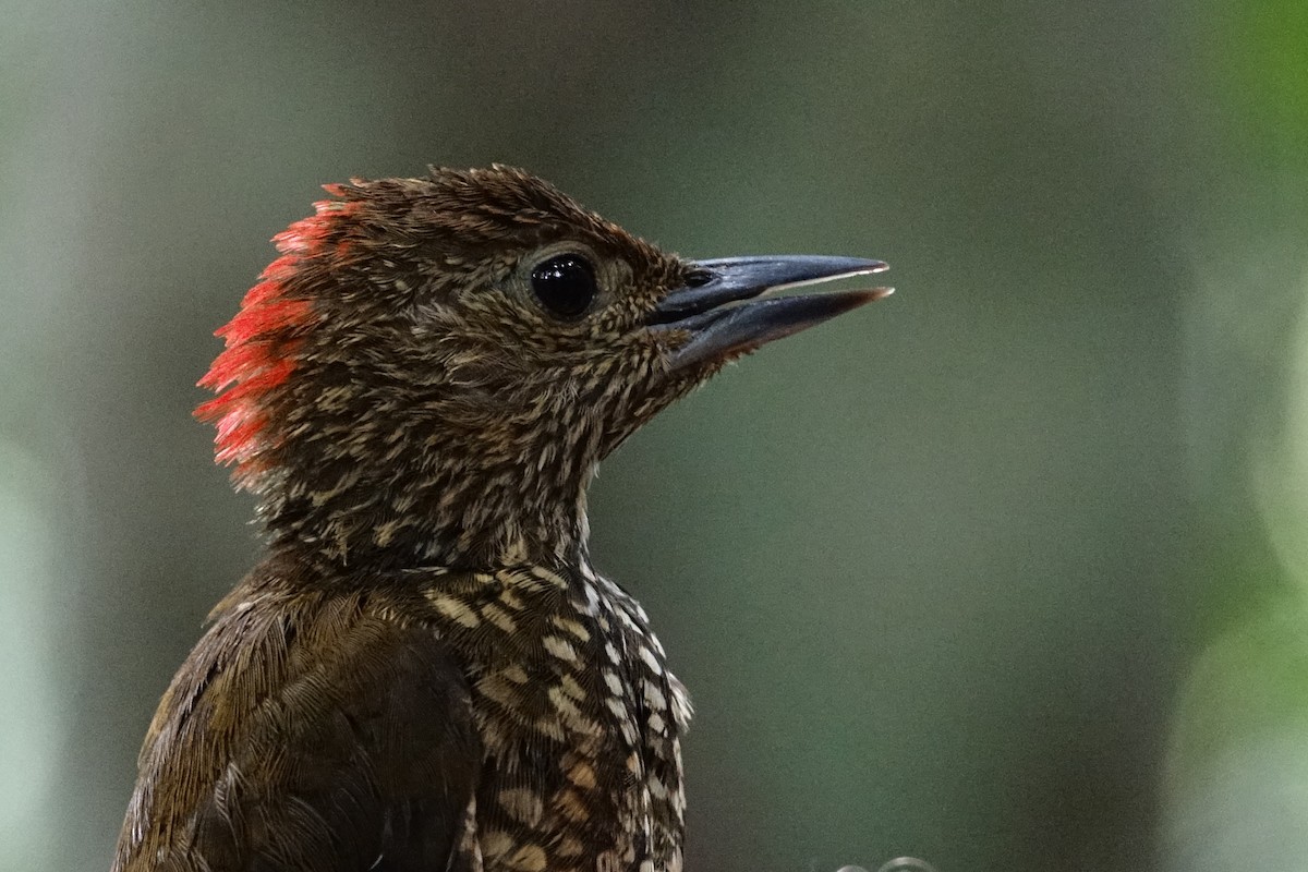 Buff-spotted Woodpecker - ML484856131