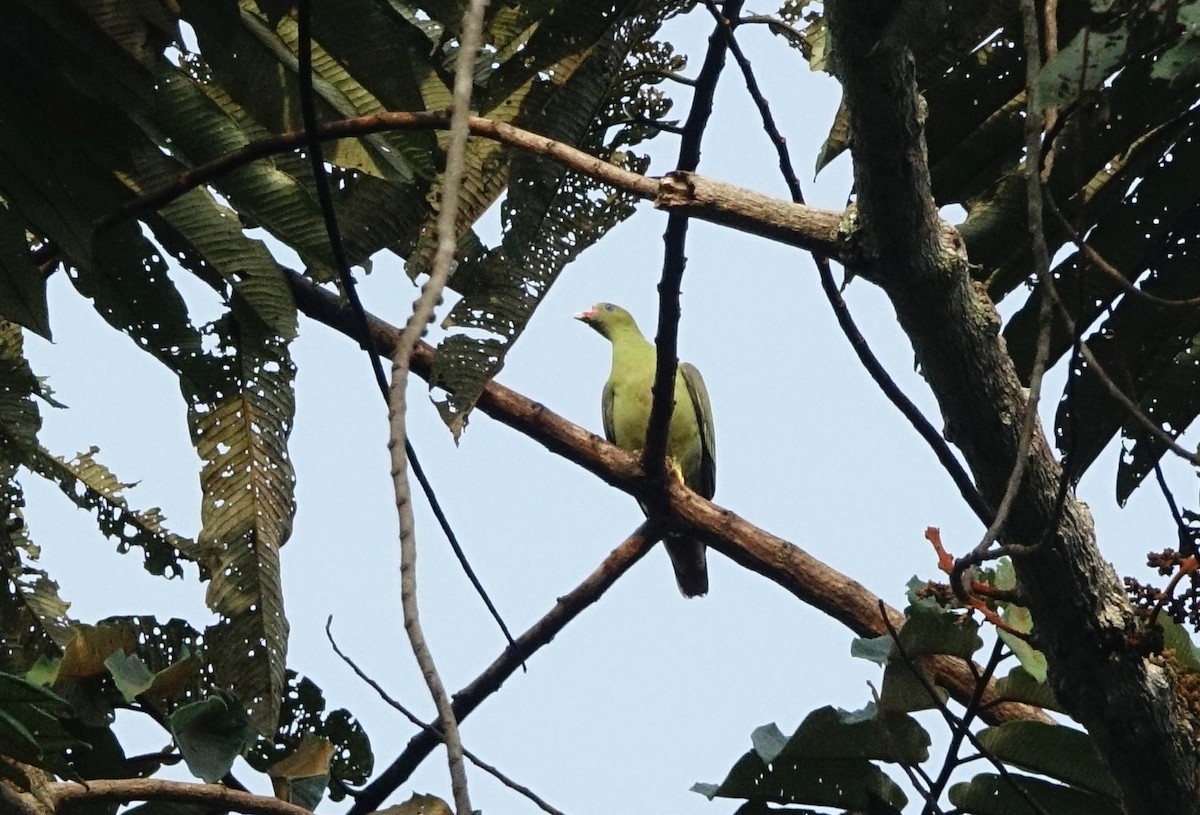 African Green-Pigeon - ML484859031