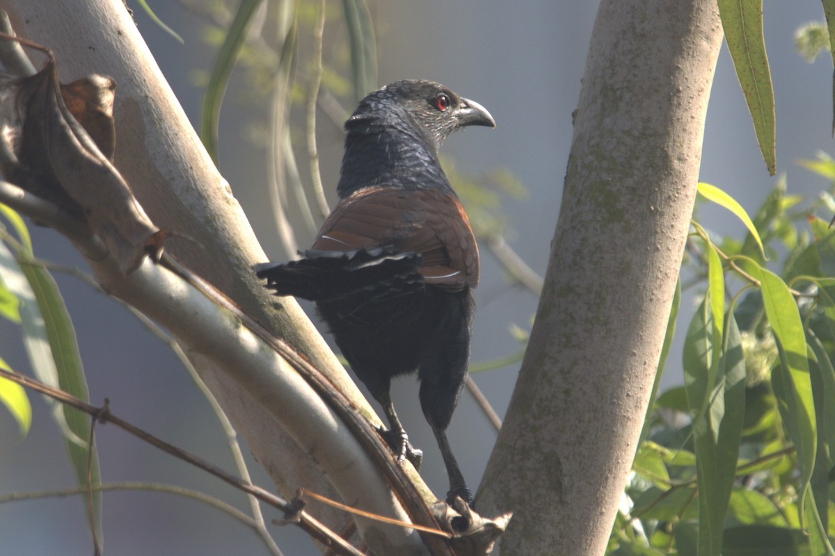 Greater Coucal - ML484861841
