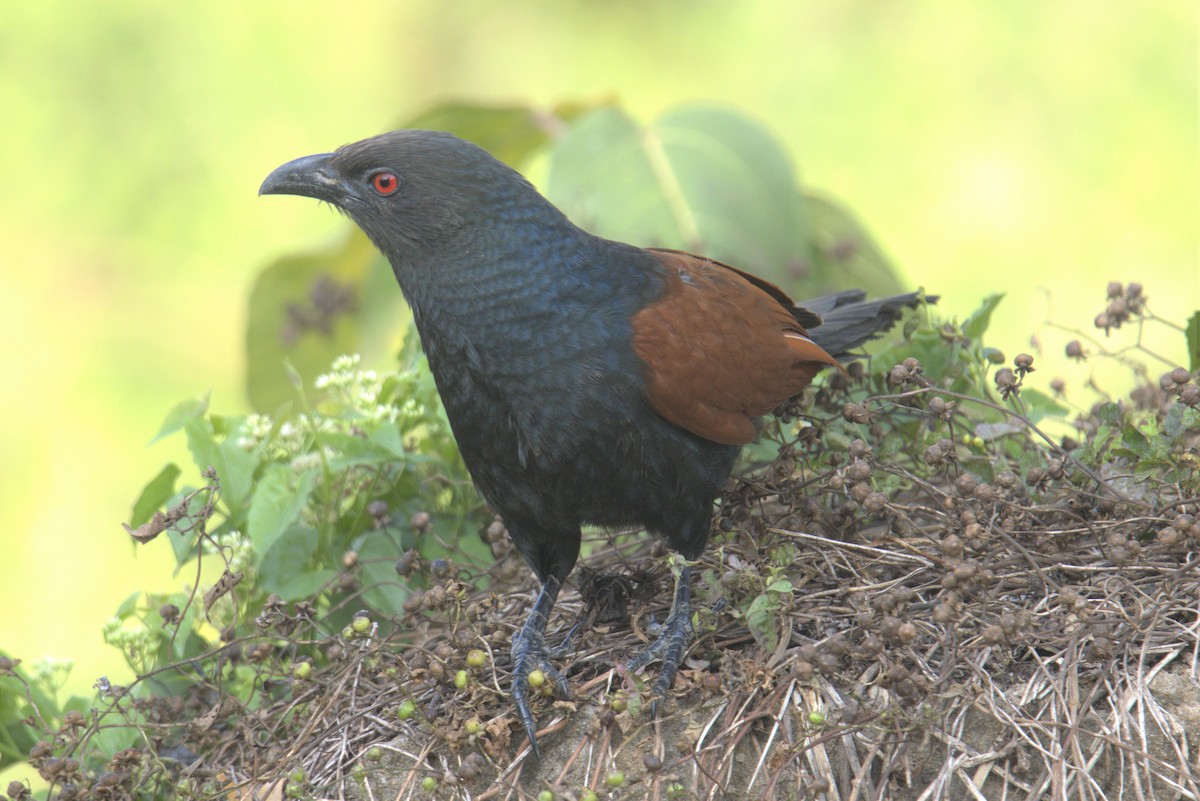 Greater Coucal - ML484861861