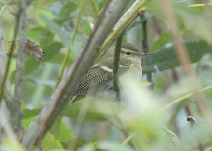 Yellow-browed Warbler - ML484865611