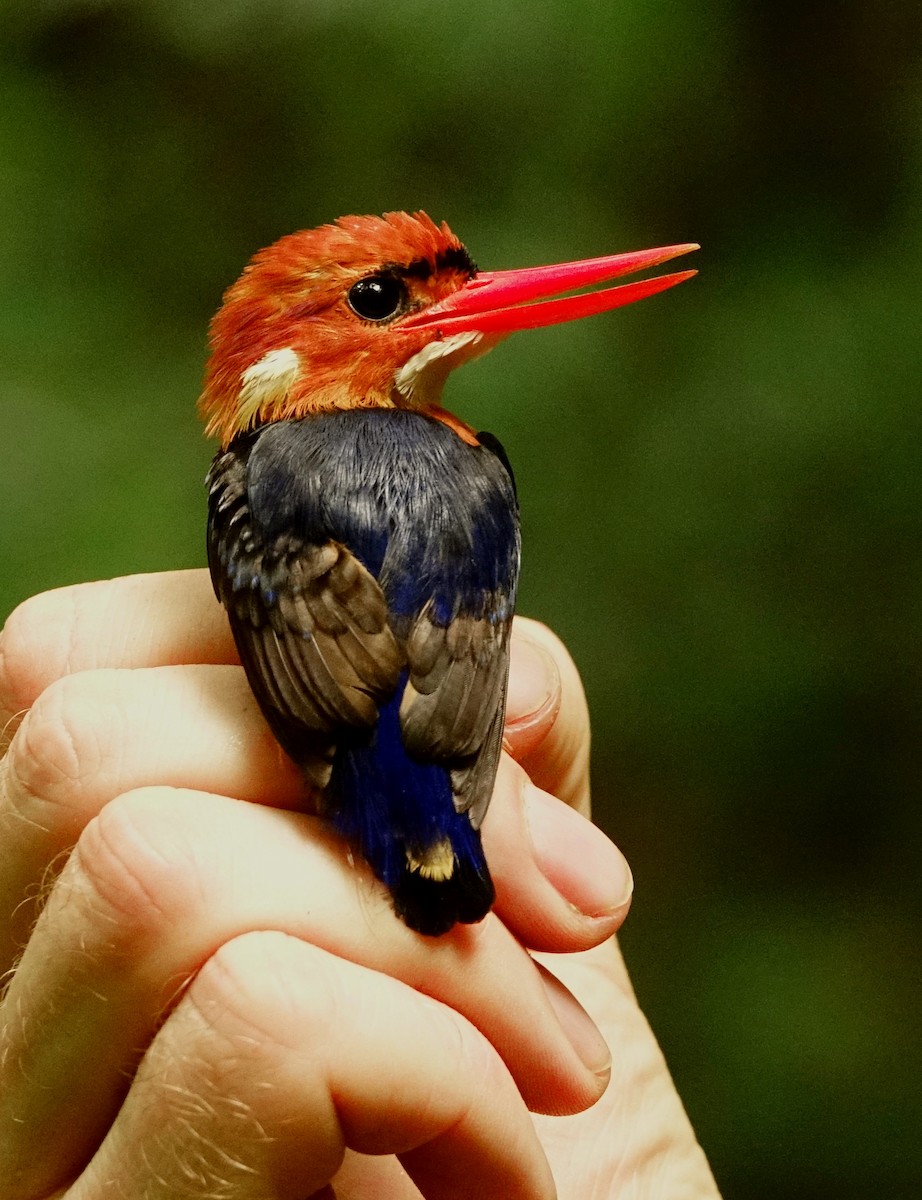 African Dwarf Kingfisher - Vincent Rufray
