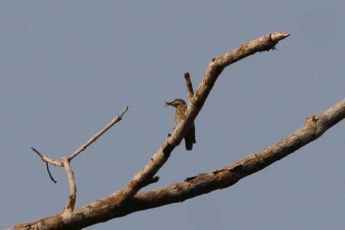 Gabon Woodpecker - ML48487401