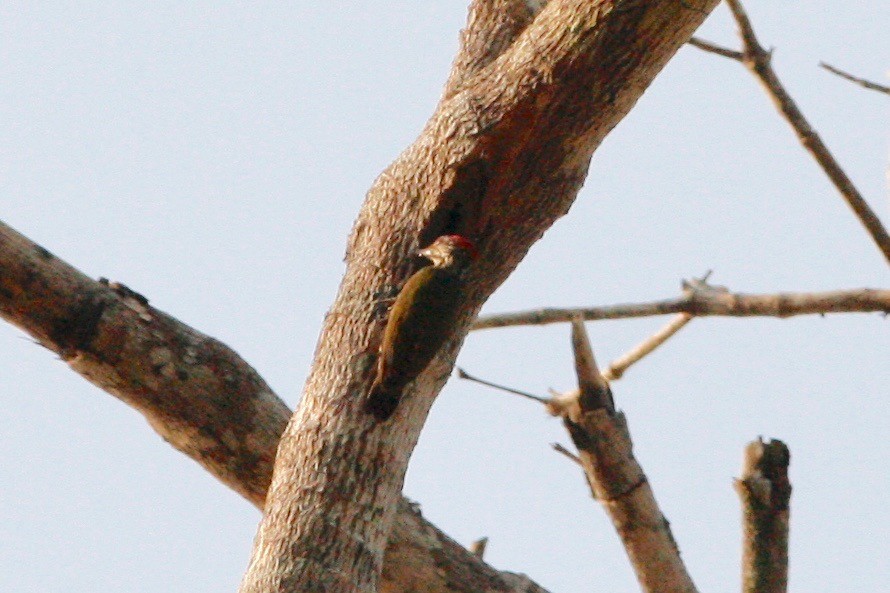 Gabon Woodpecker - ML48487411